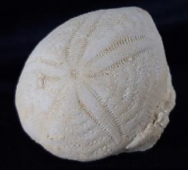 Eupatagus (Oymnopatagus) antillarum (COTTEAU 1875) - Bild &copy; FossNet FossilienStore
